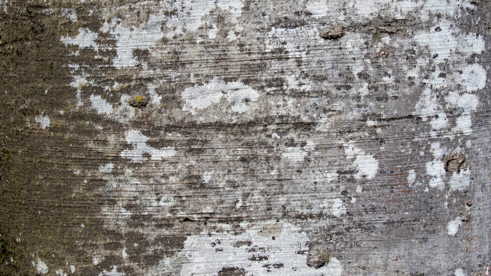 Green Beech (Fagus sylvatica) (bark)