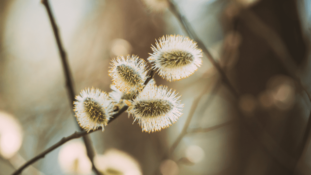 Grey Willow (Salix cinerea) (Catkins)