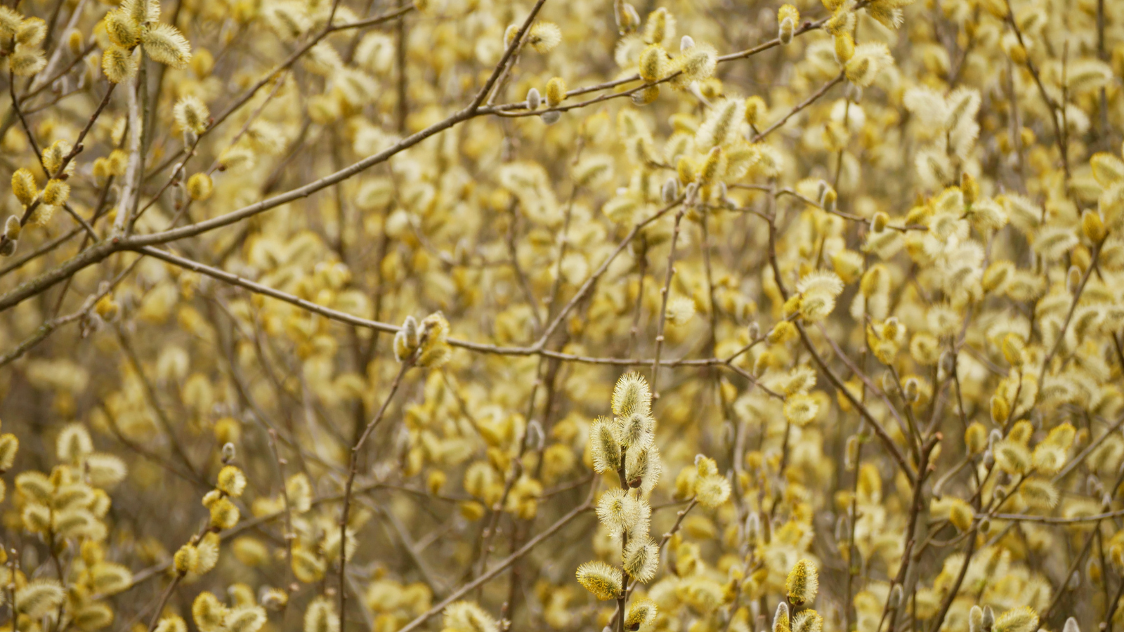 Grey Willow (Salix cinerea)