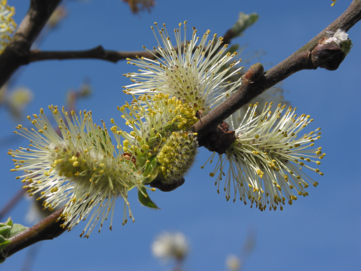 Grey willow catkins in spring (flowers)