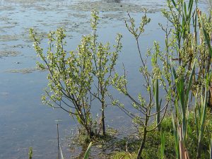 Grey willow growing in water