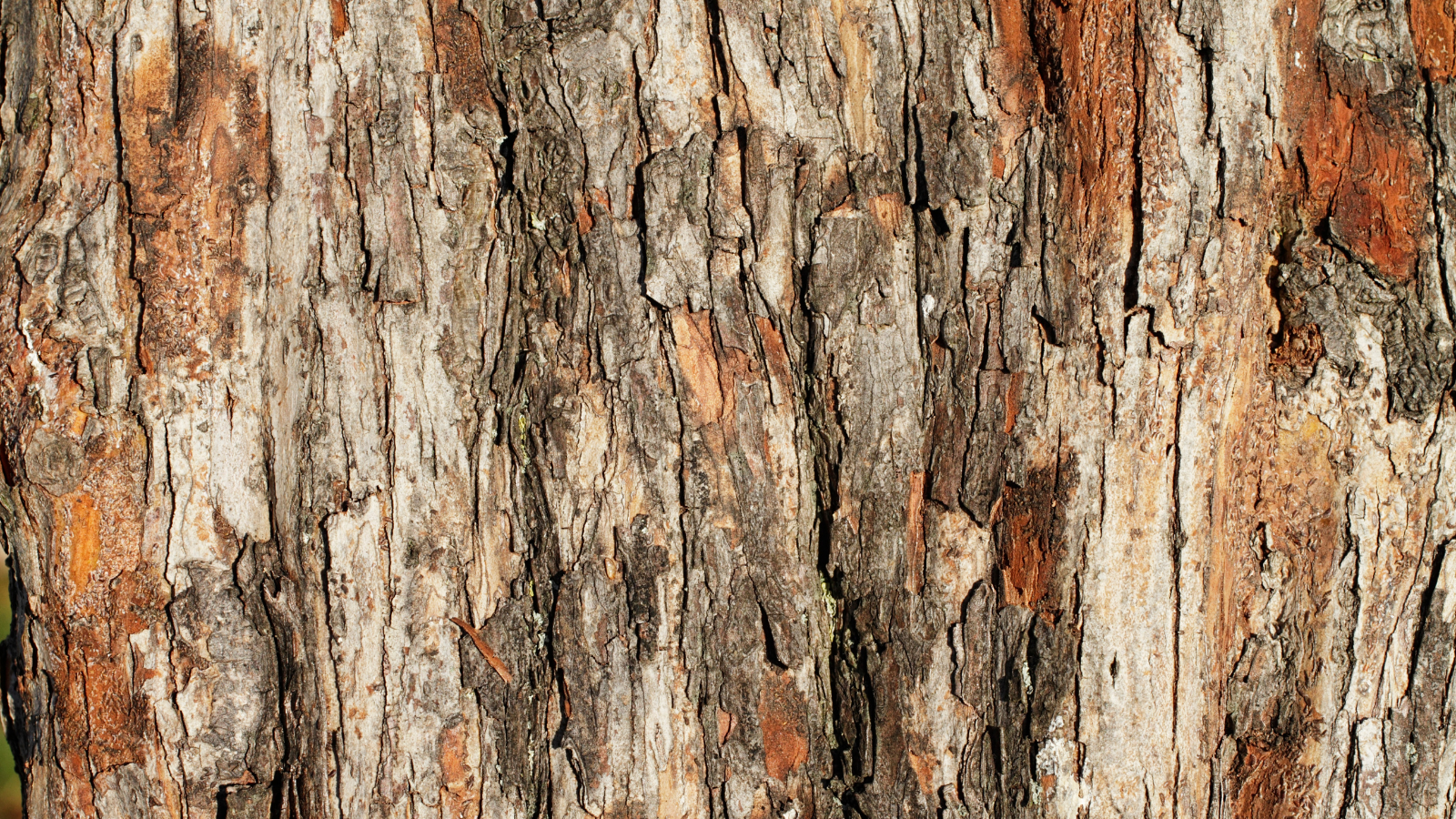 Hawthorn (Crataegus monogyna) (bark)