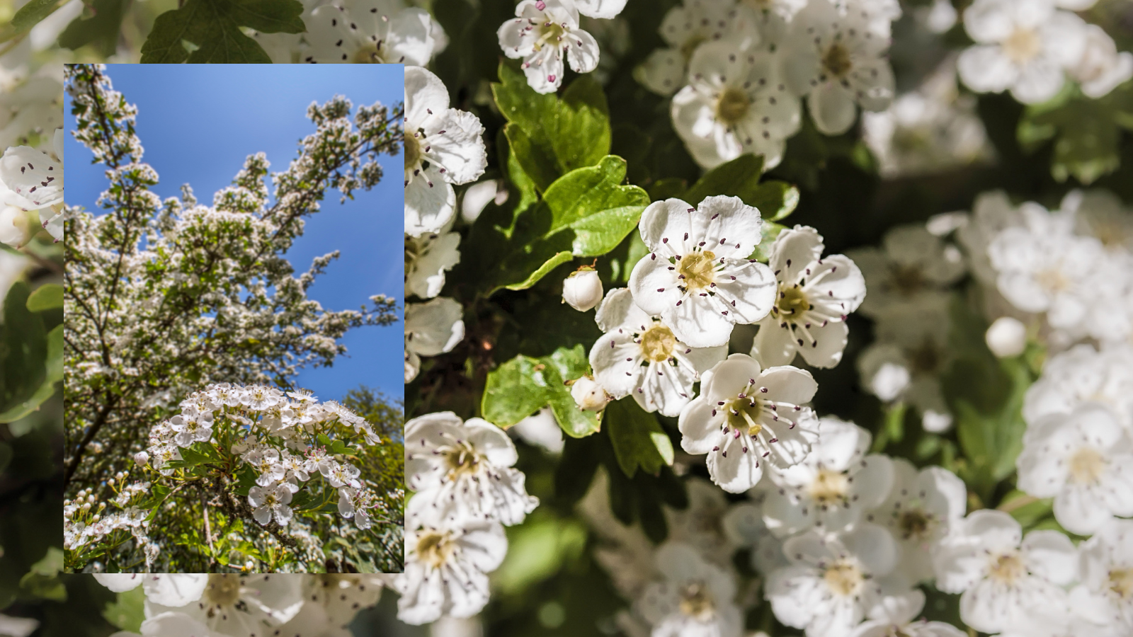 Hawthorn (Crataegus monogyna) (flowers)