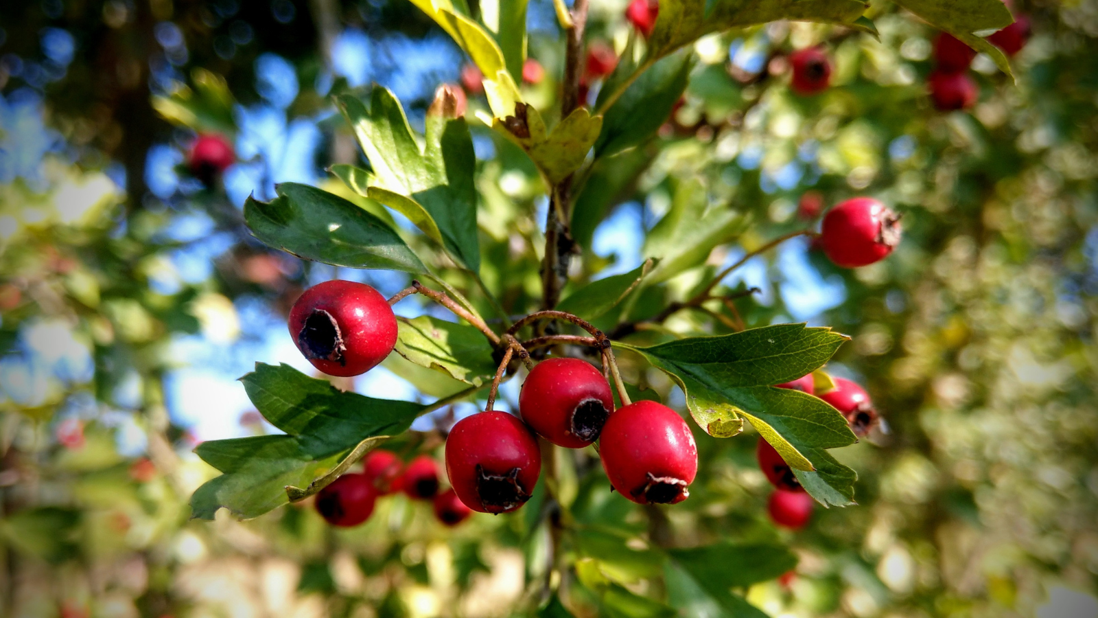 Hawthorn (Crataegus monogyna) (fruit)