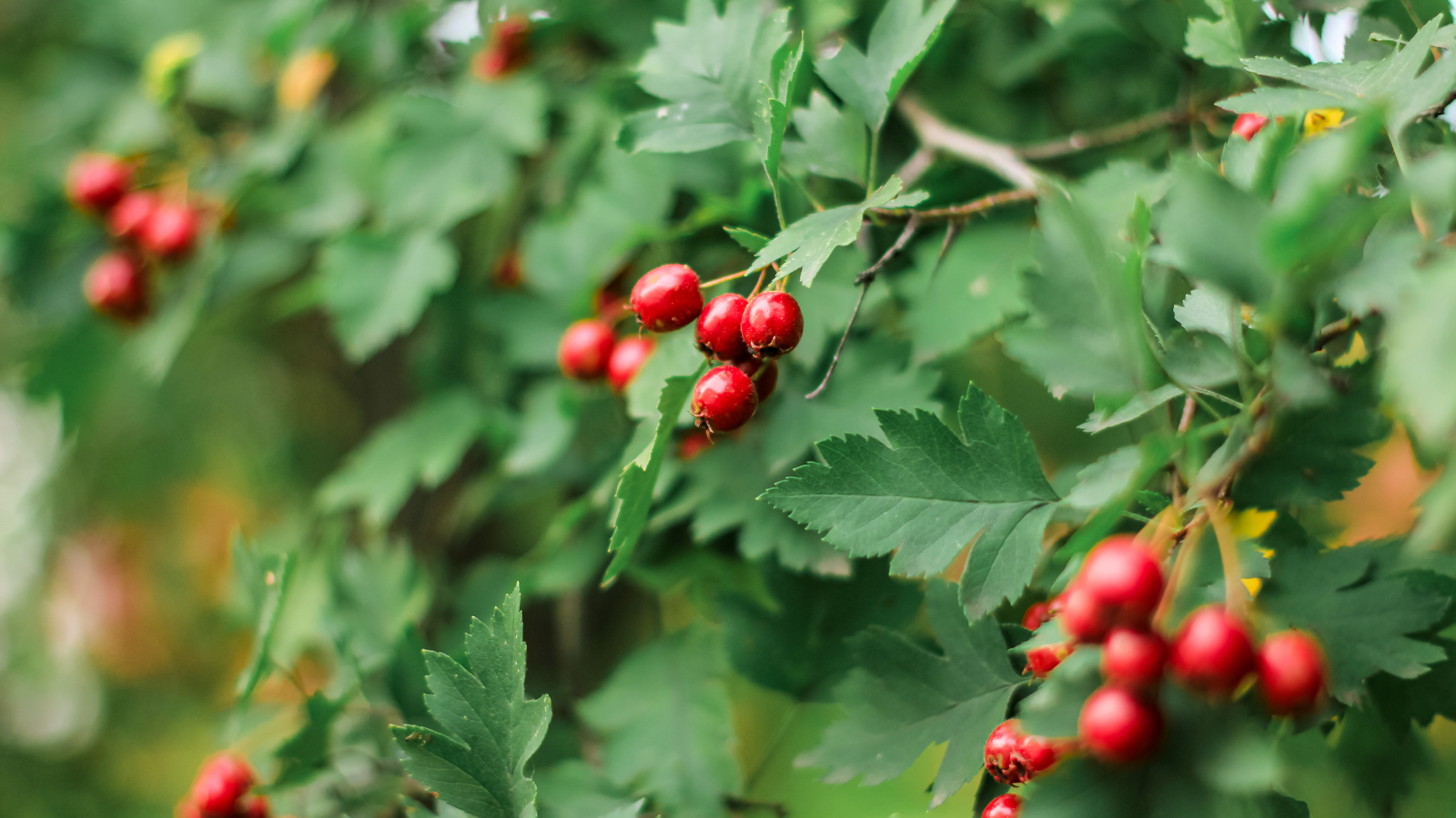 Hawthorn (Crataegus monogyna)