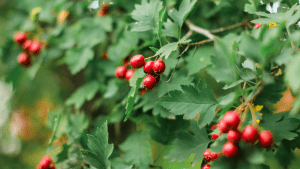 Hawthorn (Crataegus monogyna) 