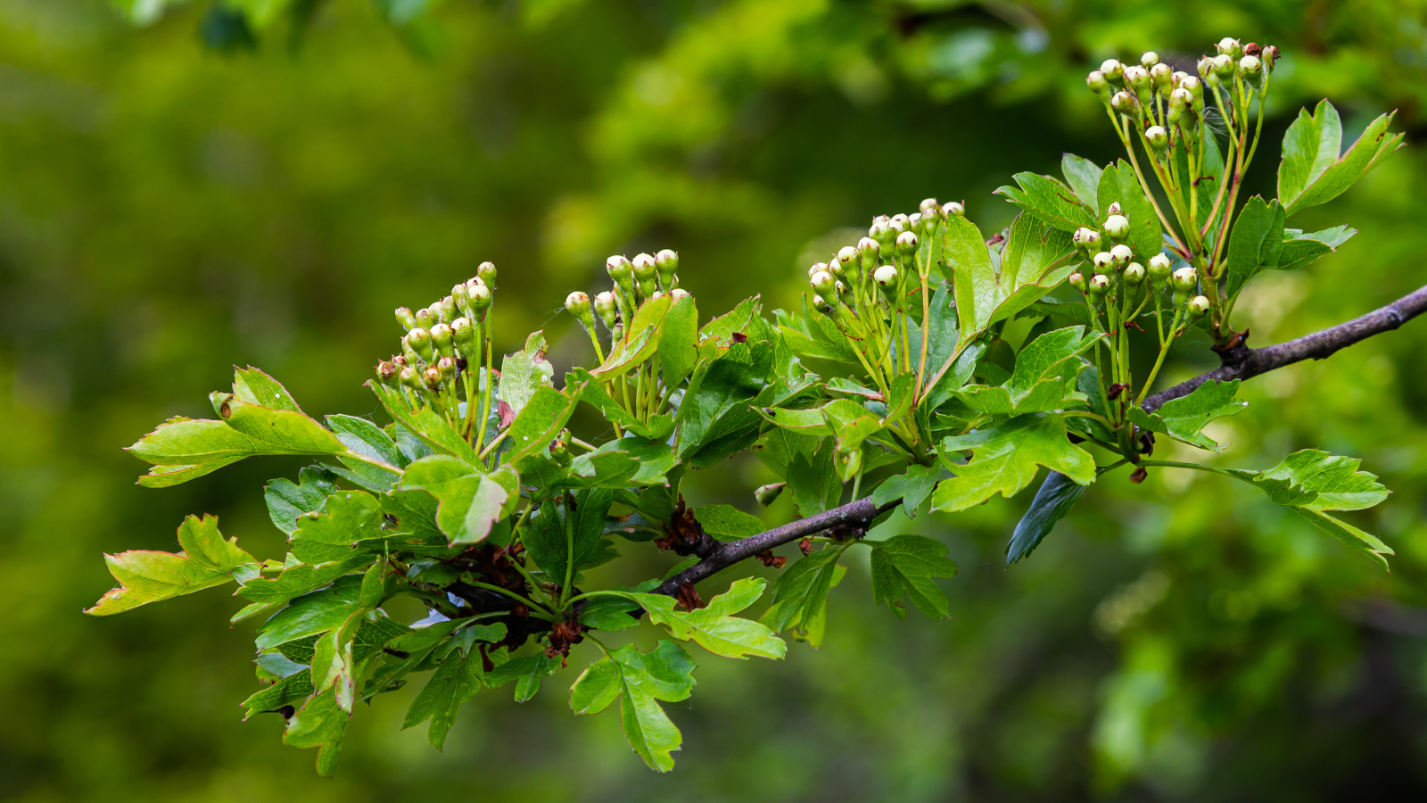 Hawthorn (Crataegus monogyna) (leaves)