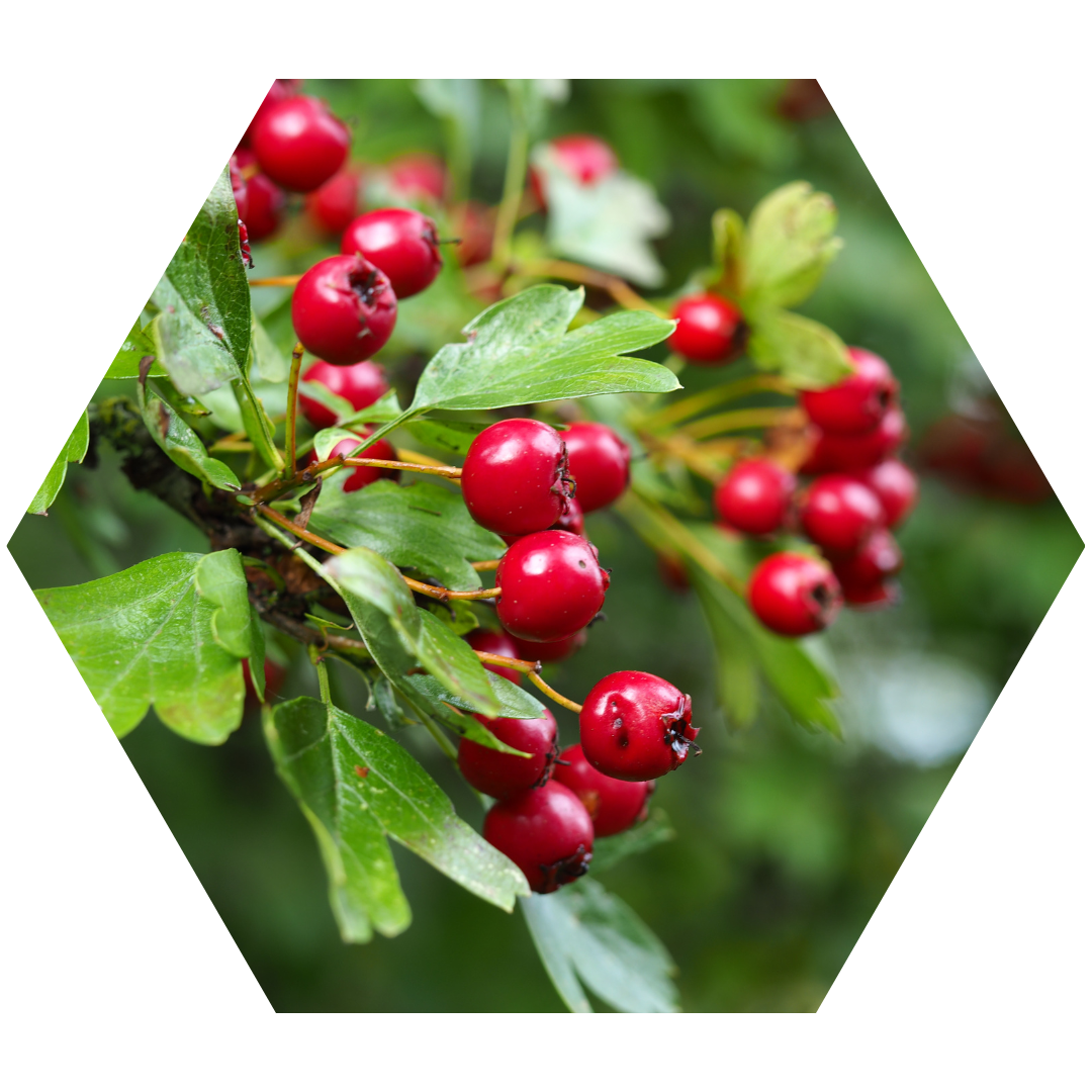 South Yorkshire Mayor Free Trees for Communities | TCV