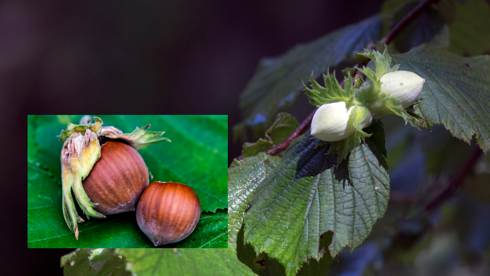 Hazel (Corylus avellana) (Fruit) Hazel (Corylus avellana) (Fruit)