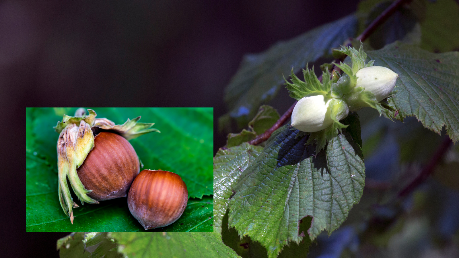 Hazel (Corylus avellana) (Fruit)