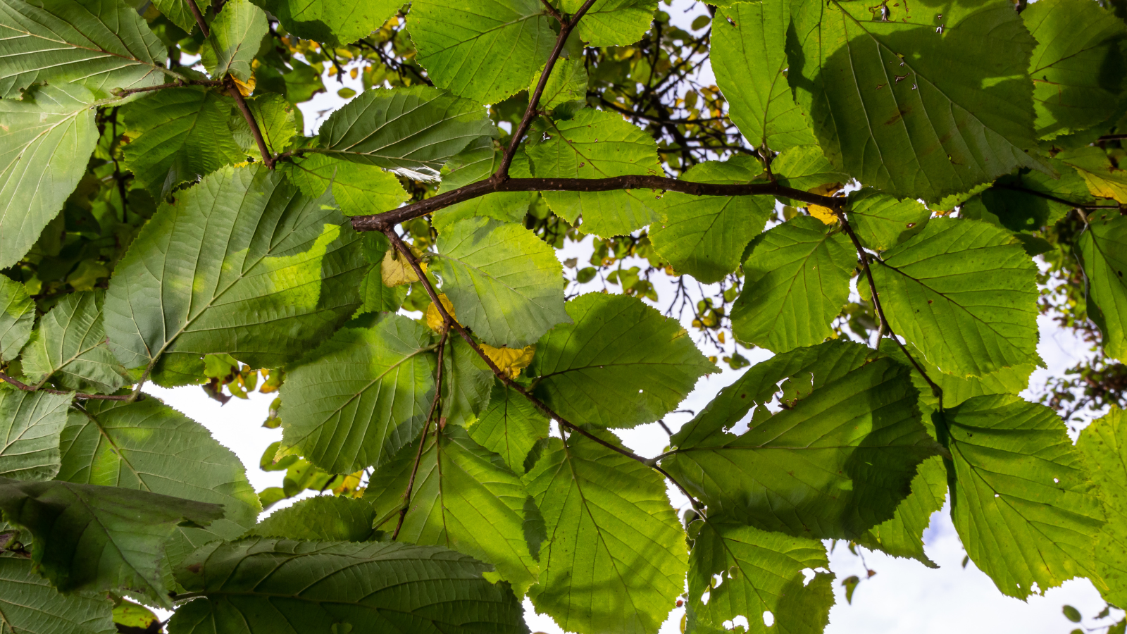 Hazel (Corylus avellana) (Leaves)