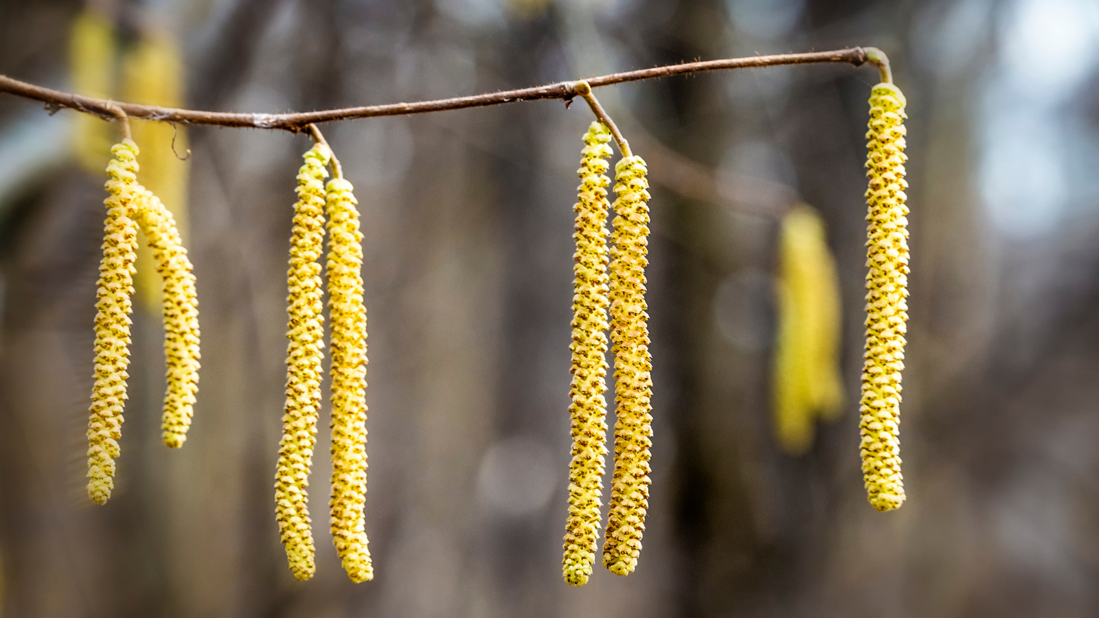 Hazel (Corylus avellana) (male catkins) Hazel (Corylus avellana) (male catkins)