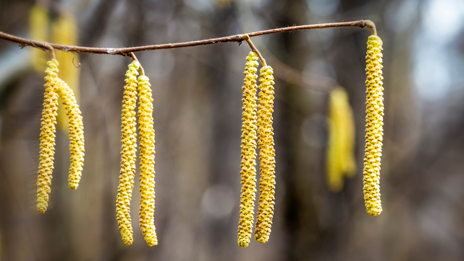 Hazel (Corylus avellana) (male catkins)