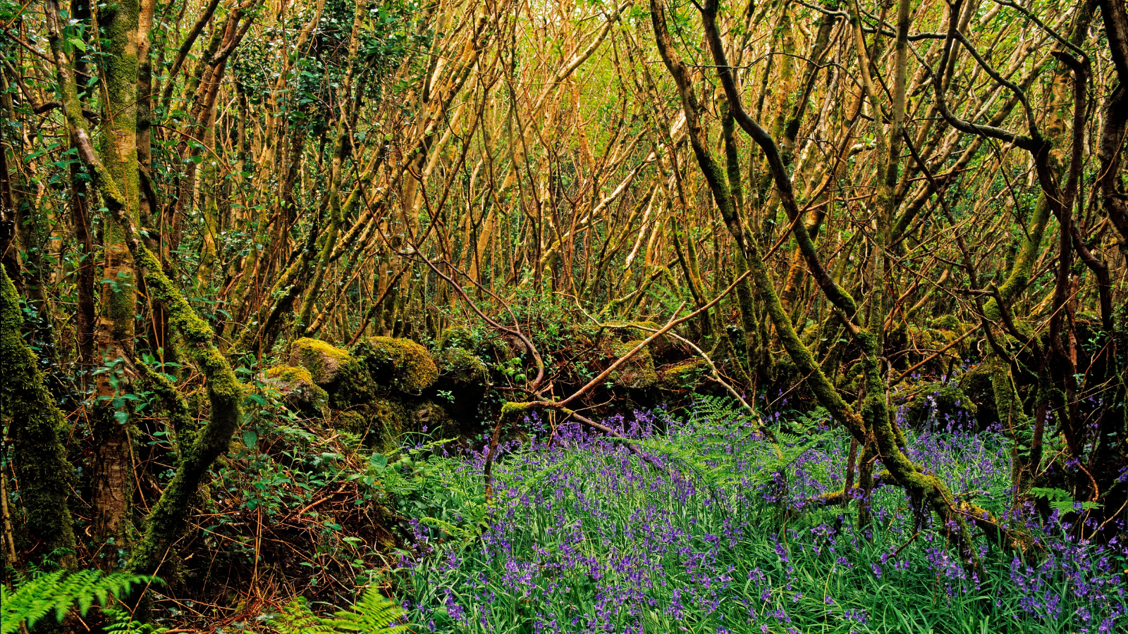 Hazel (Corylus avellana) (uses - coppice) Hazel (Corylus avellana) (uses - coppice)