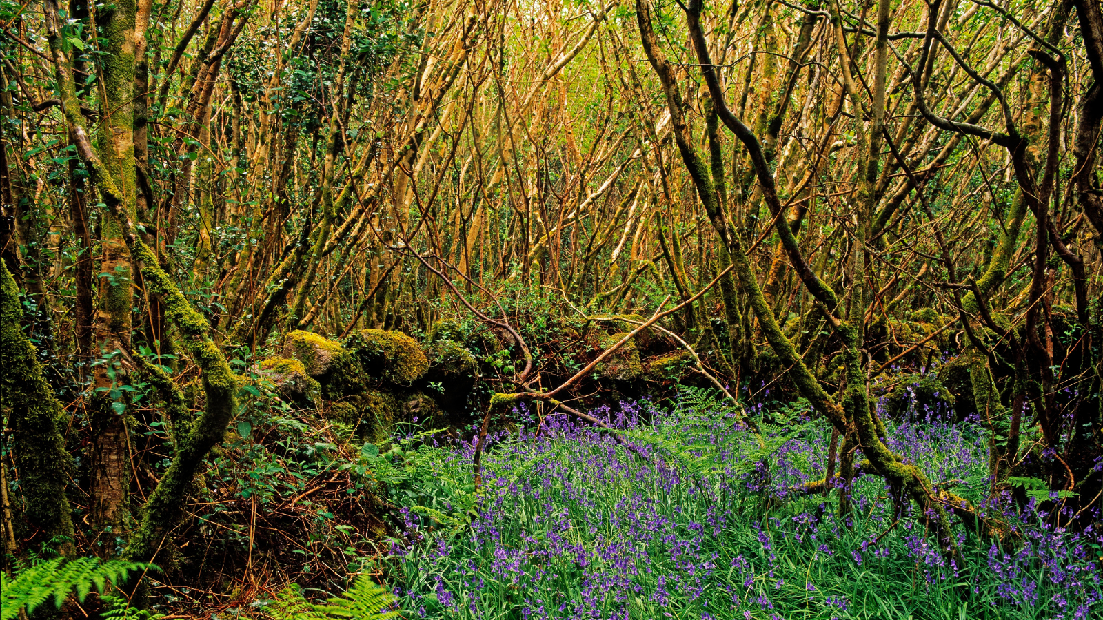 Hazel (Corylus avellana) (uses - coppice)