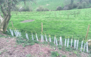 Herefordshire Wildlife Trust I Dig Trees planting 2023