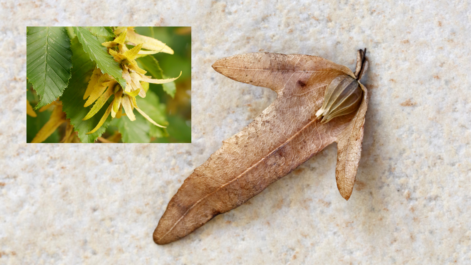 Hornbeam (Carpinus betulus) (Fruit)