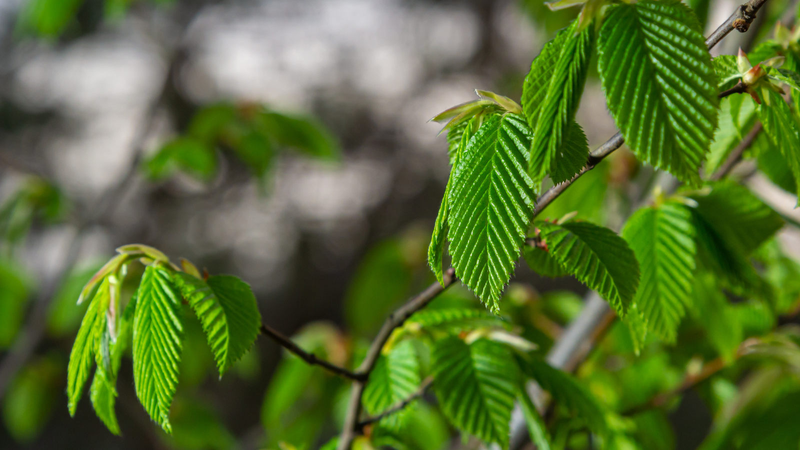 Hornbeam (Carpinus betulus)