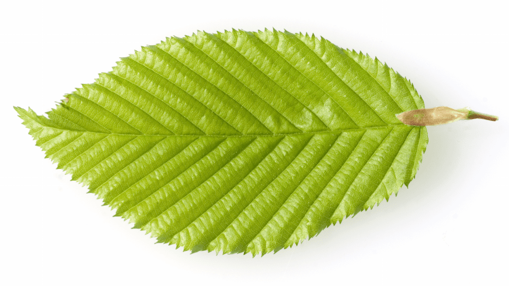 Hornbeam (Carpinus betulus) Tree Profile