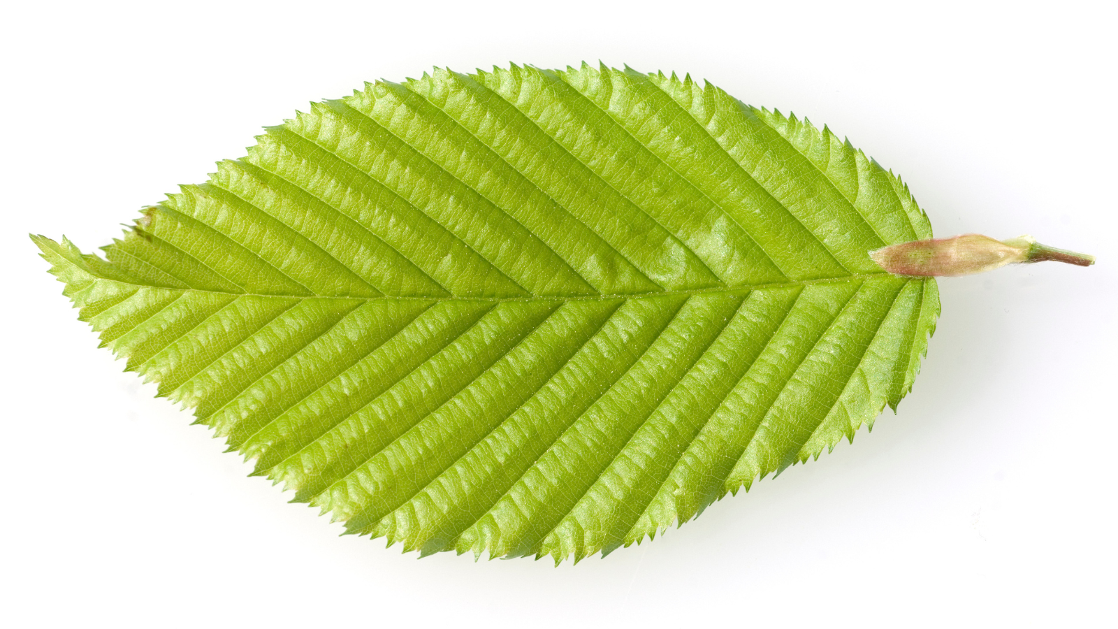 Hornbeam (Carpinus betulus) (Leaf) Hornbeam (Carpinus betulus) (Leaf)