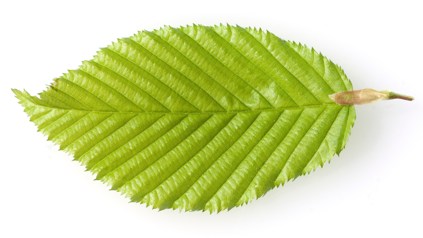 Hornbeam (Carpinus betulus) (Leaf)