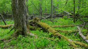 Hornbeam (Carpinus betulus) (deadwood provides habitat for wildlife)