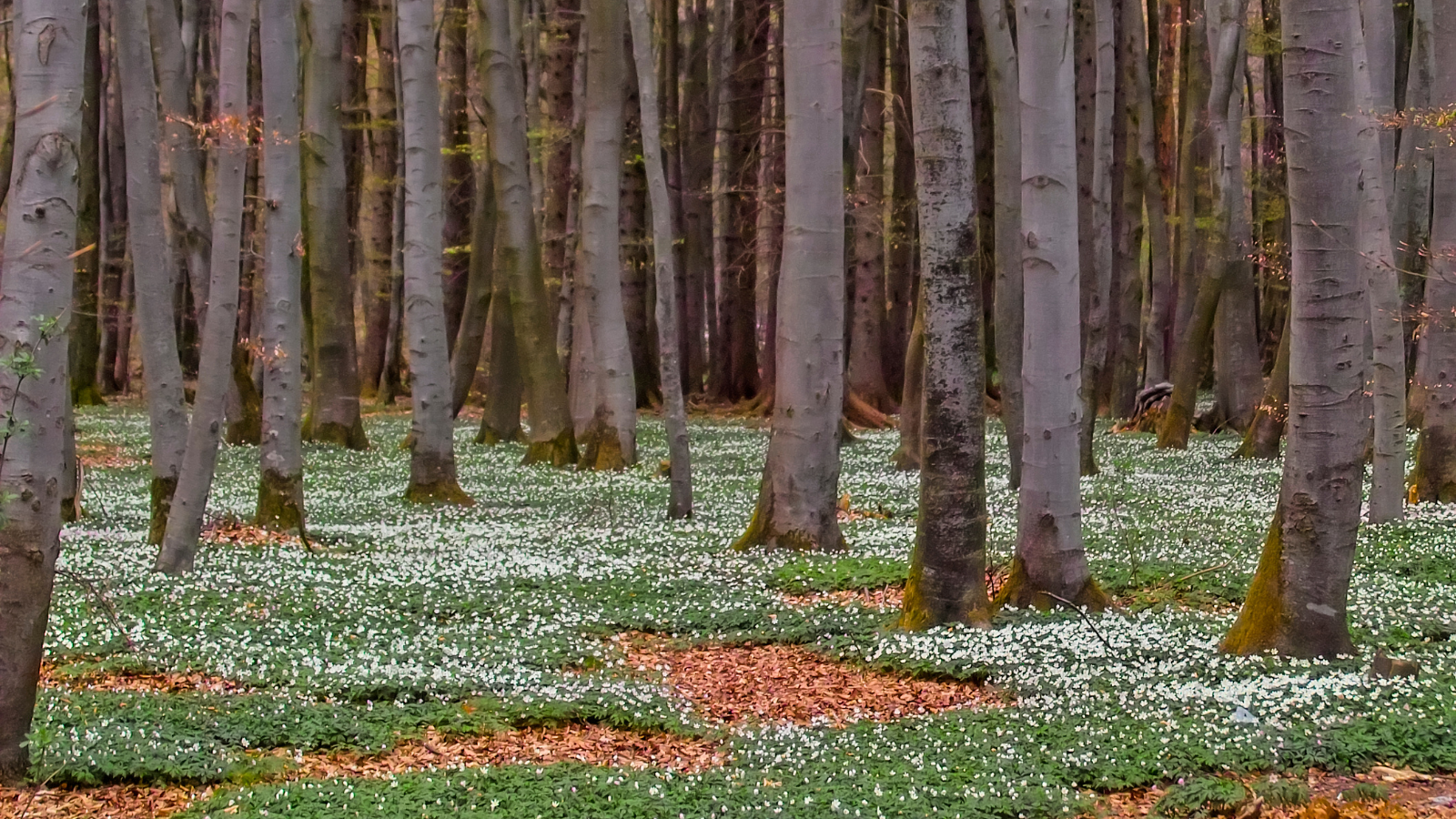 Hornbeam (Carpinus betulus) (forest floor with flowering anemones)