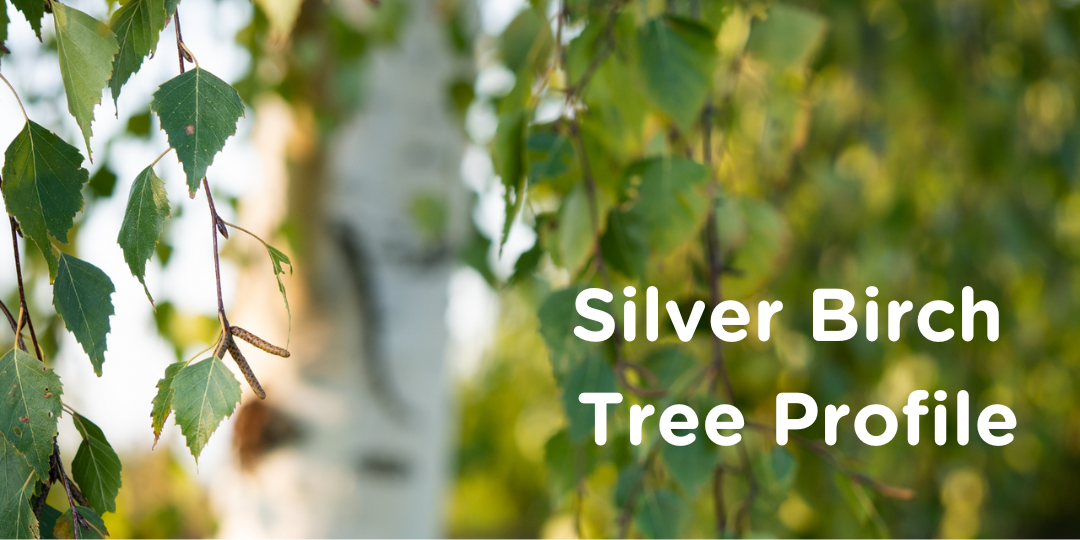 Know Your Trees Carousel Silver Birch