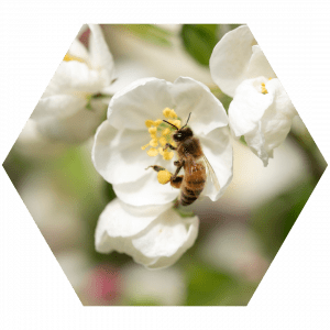 Pollinator-pack