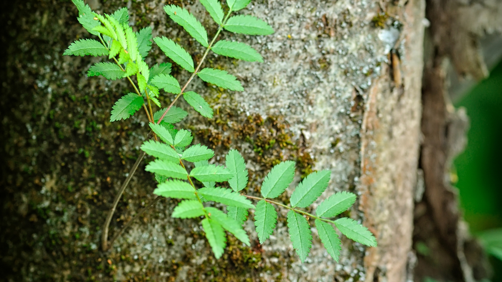 Rowan (Sorbus aucuparia) (Bark)