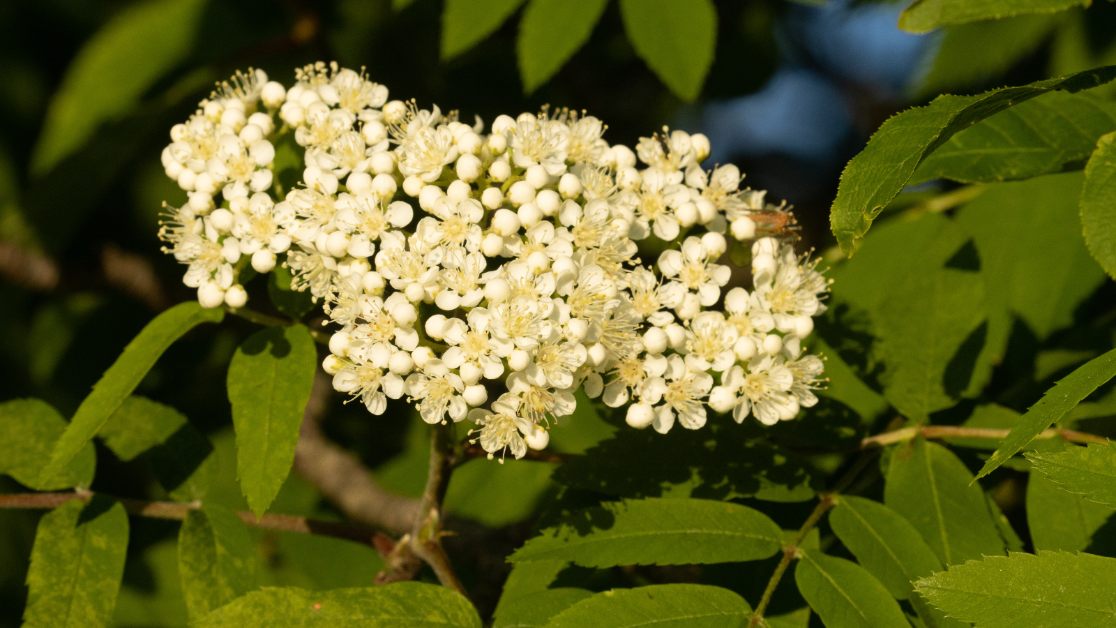 Rowan (Sorbus aucuparia) (Flower)