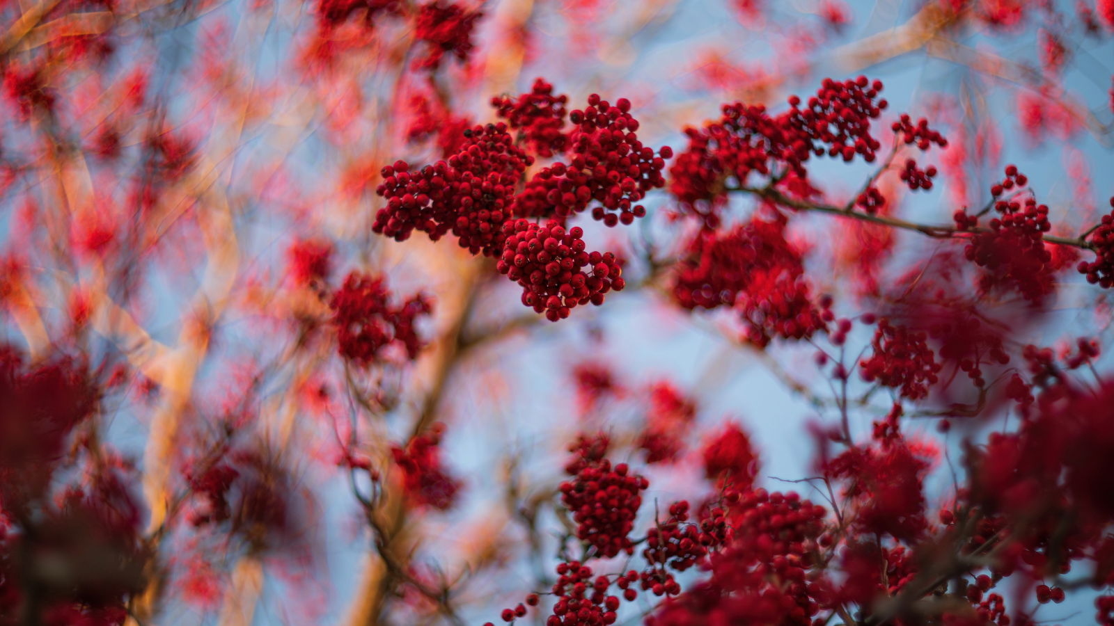 Rowan (Sorbus aucuparia)