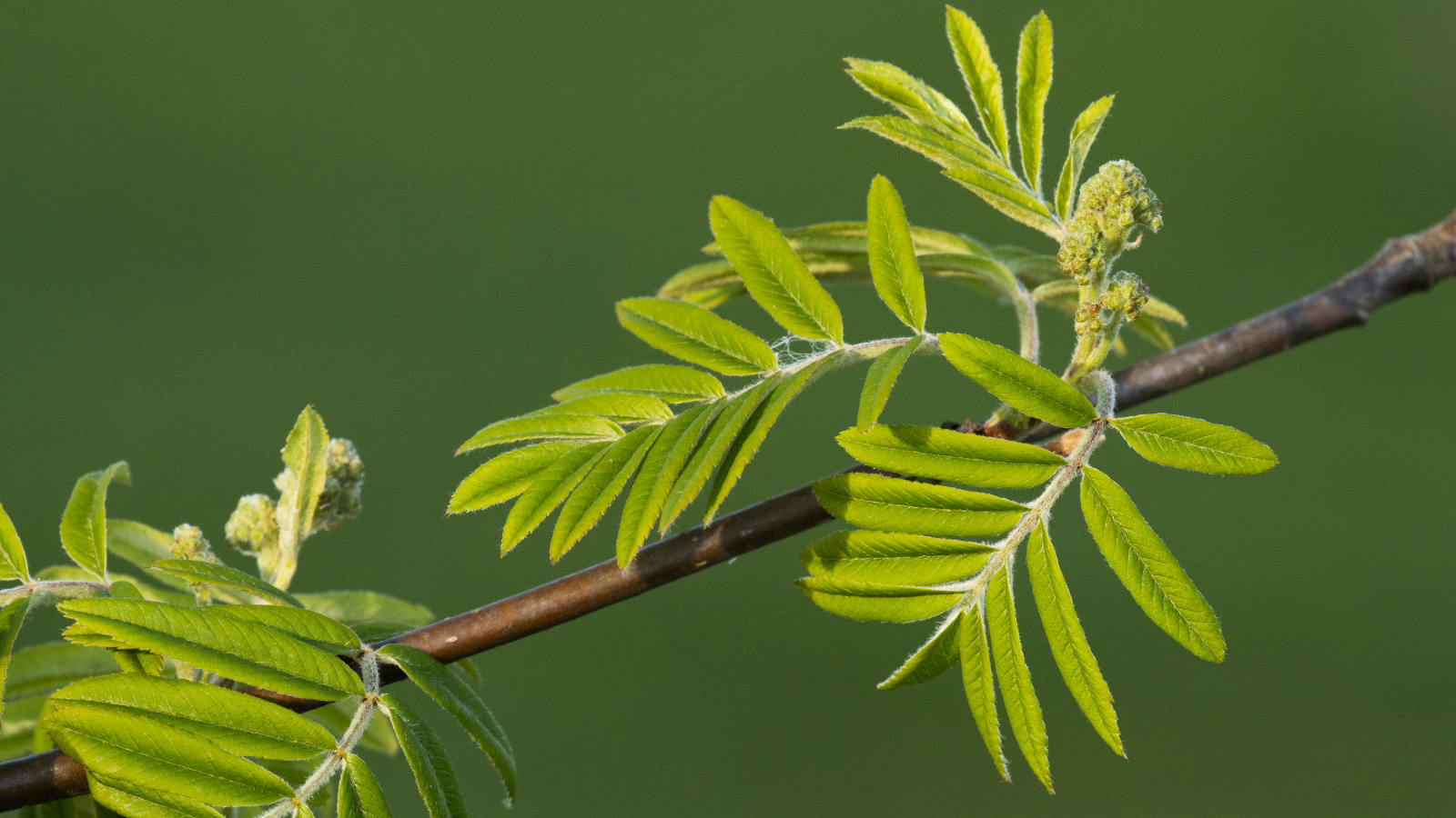 Rowan (Sorbus aucuparia) (Leaves)