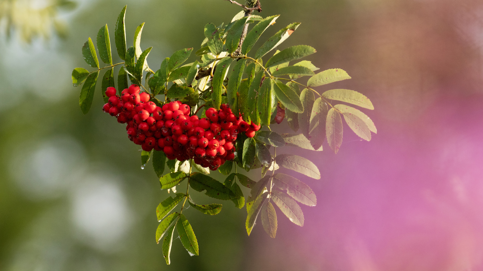 Rowan (Sorbus aucuparia) (fruit)