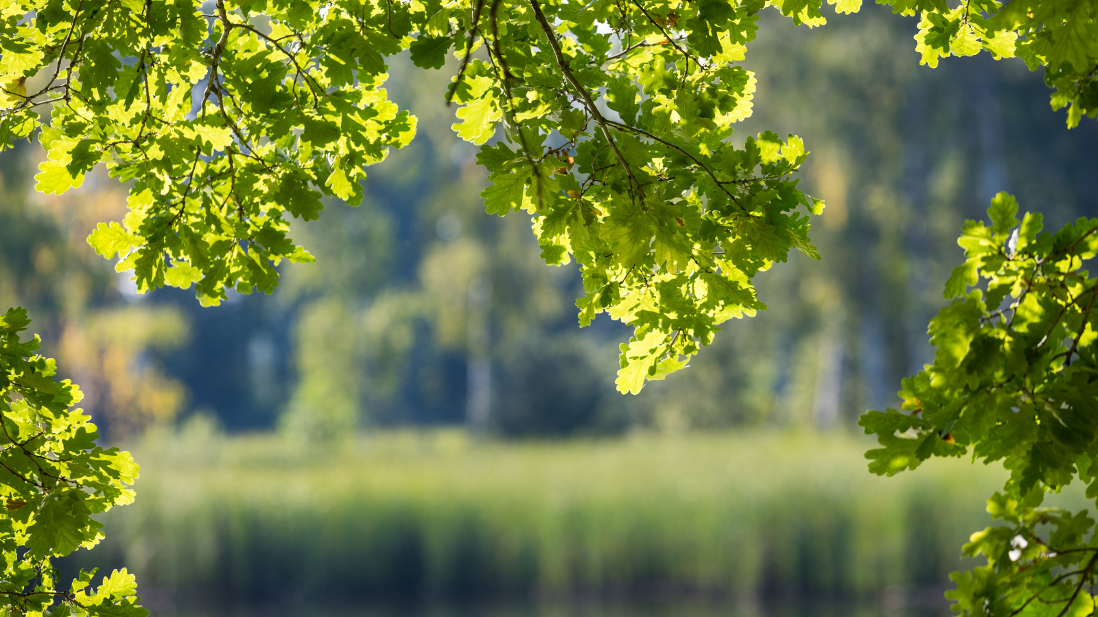 Common Oak (Quercus robur)