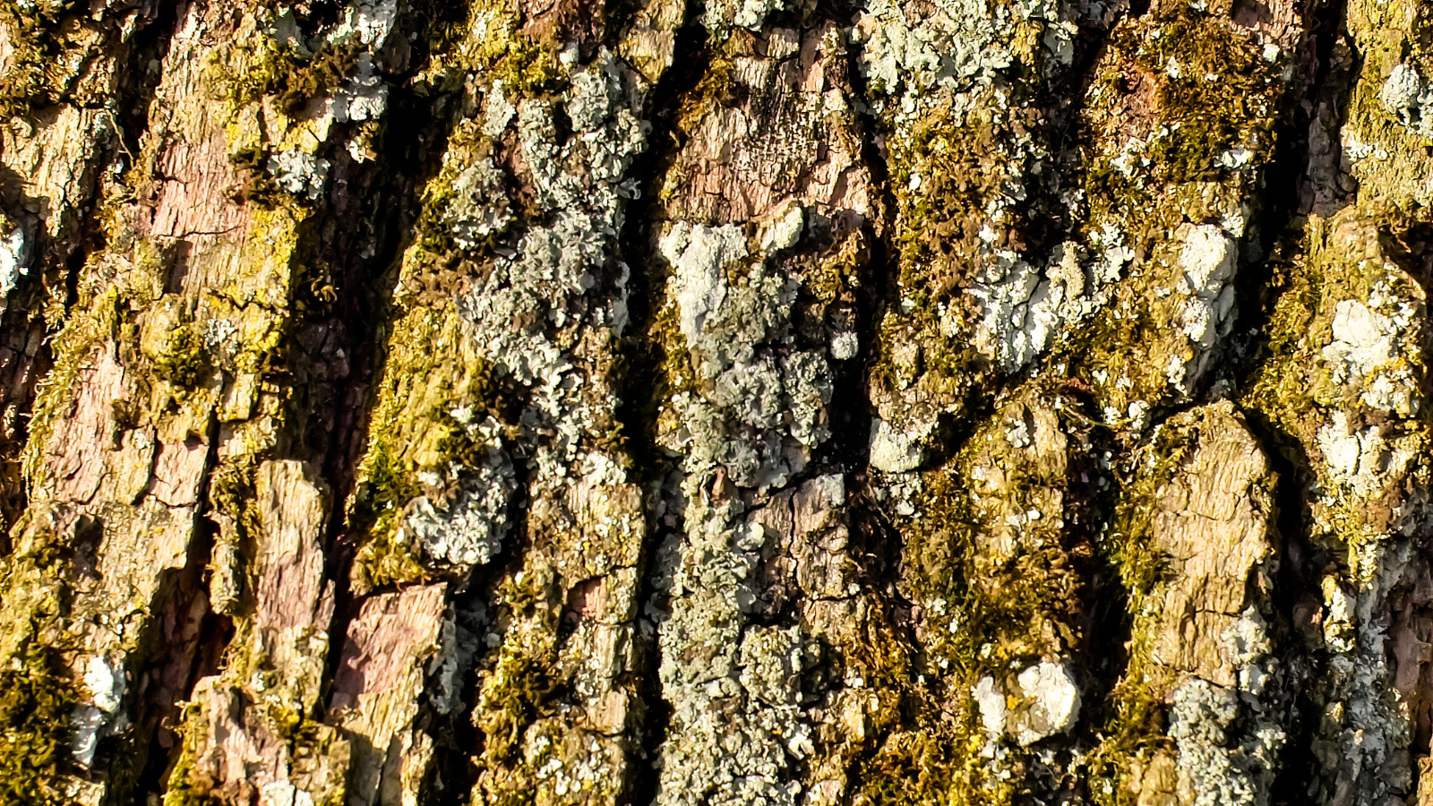 Common Oak (Quercus robur) (bark)