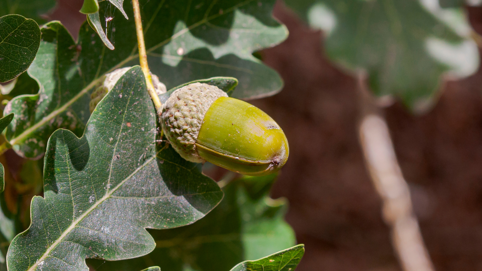 Common Oak (Quercus robur) (fruit)