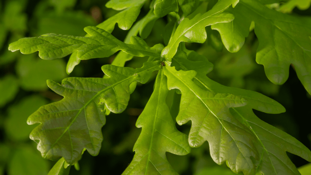 Common Oak Quercus Robur Tree Profile