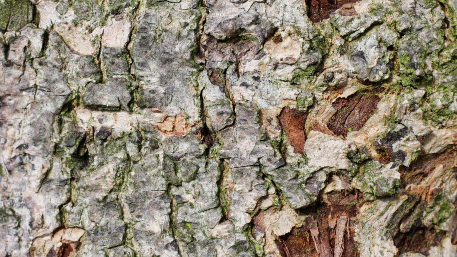 Field Maple (Acer campestre) (Bark)