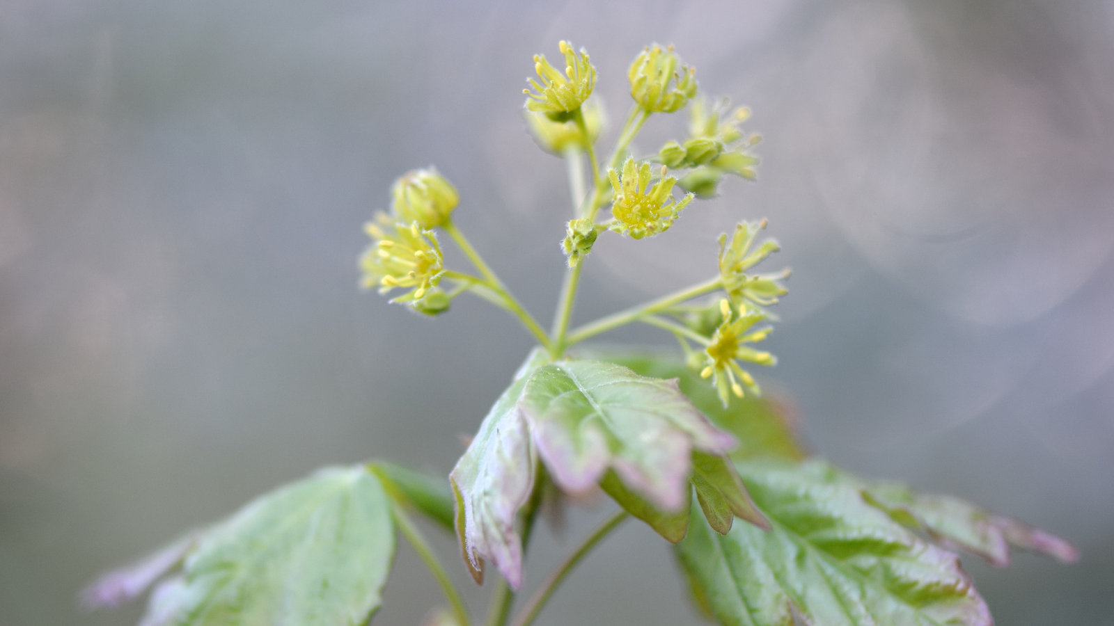 Field Maple (Acer campestre) (Flowers)
