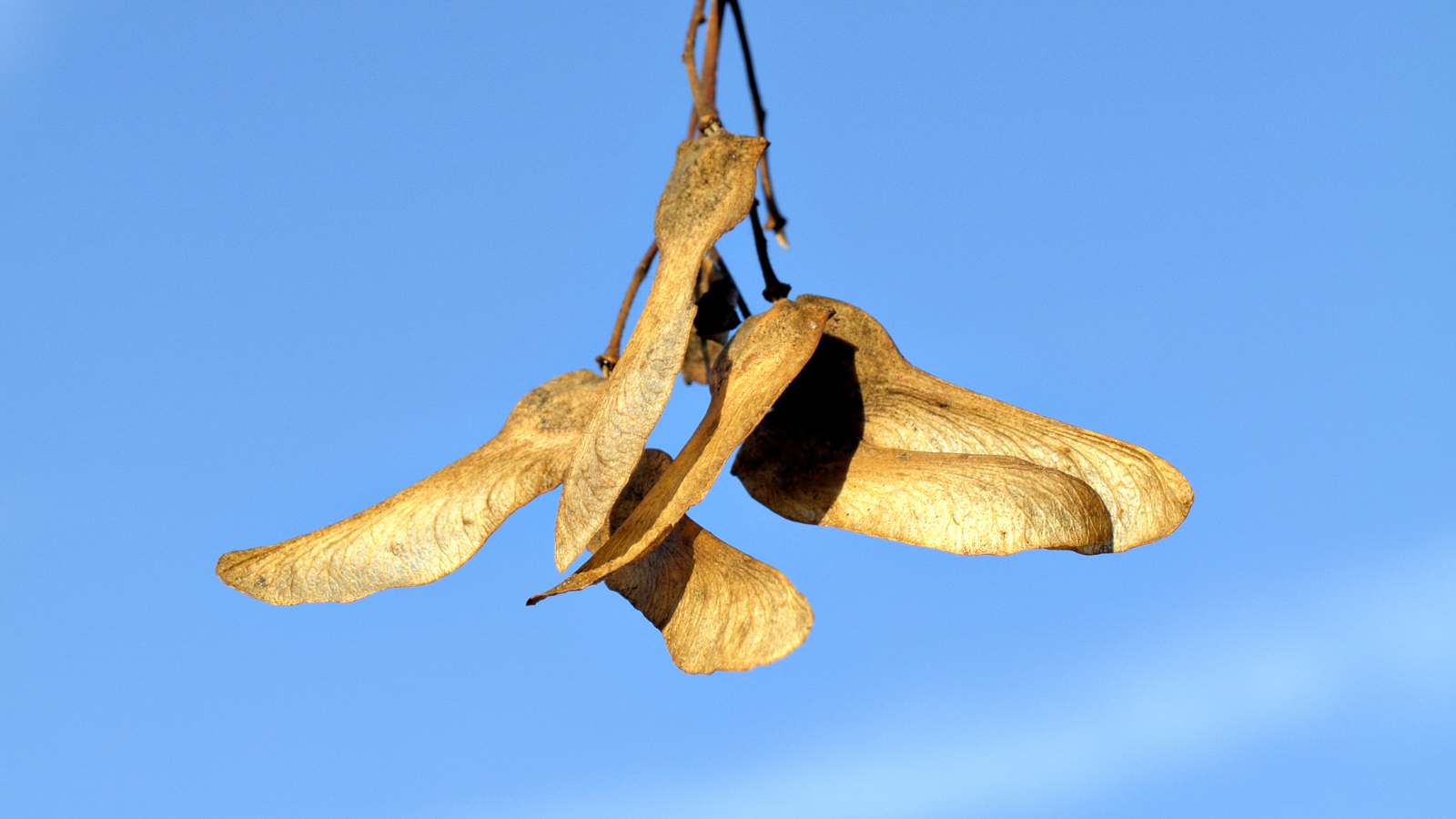 Field Maple (Acer campestre) (Fruit)