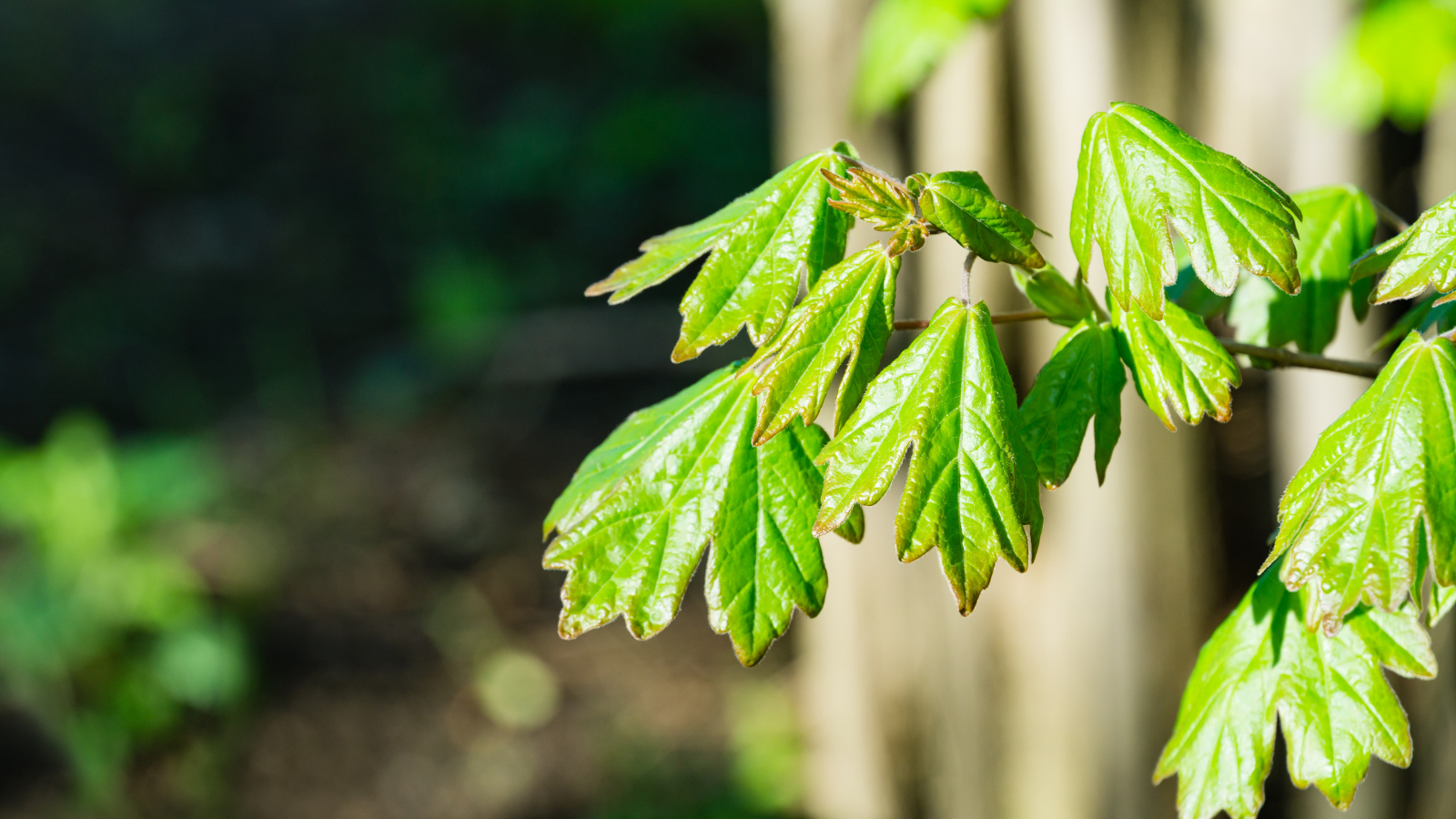 Field Maple (Acer campestre)