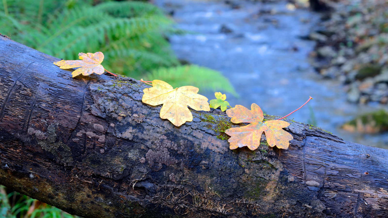 Field Maple (Acer campestre) (Leaves)