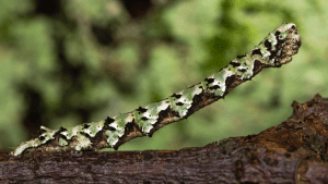 Field Maple (Scalloped hazel moth caterpillar)