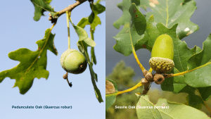 Oak (Pedunculate vs sessile)