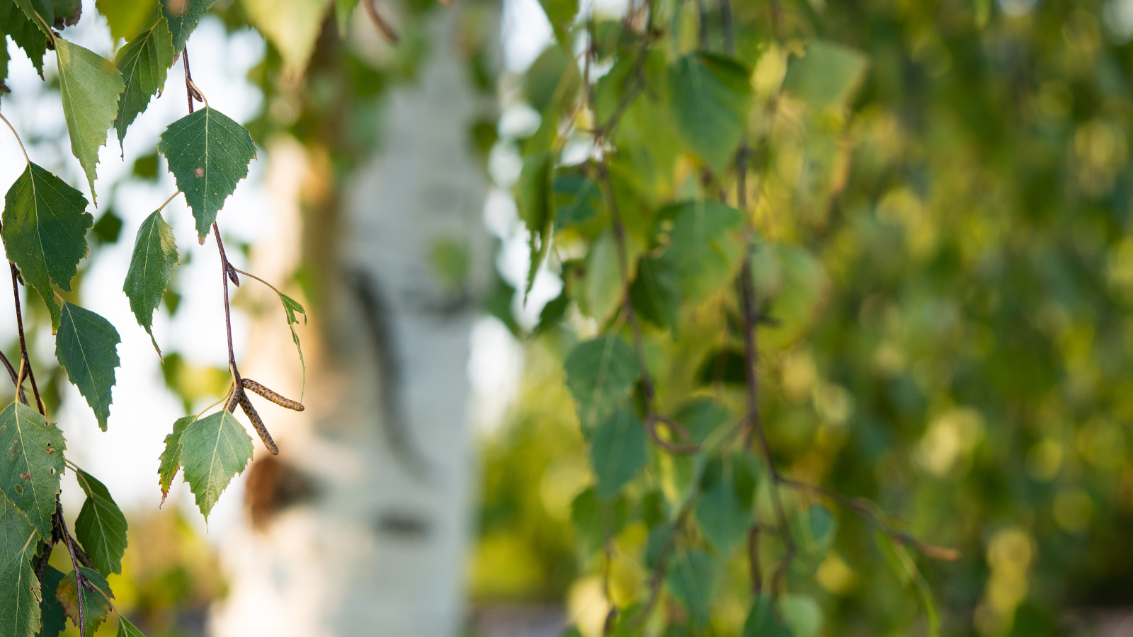 Silver Birch (Betula pendula) (Header) Silver Birch (Betula pendula)