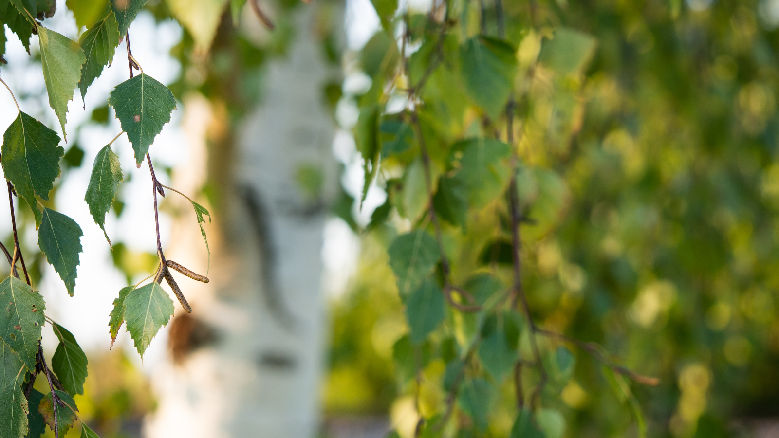 Silver Birch (Betula pendula)