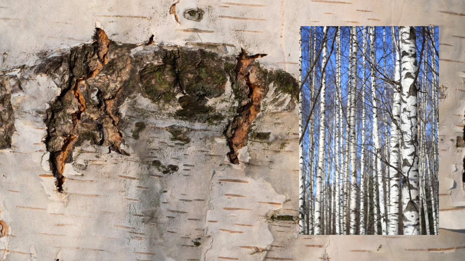 Silver Birch (Betula pendula) (bark) Silver Birch (Betula pendula) (bark)