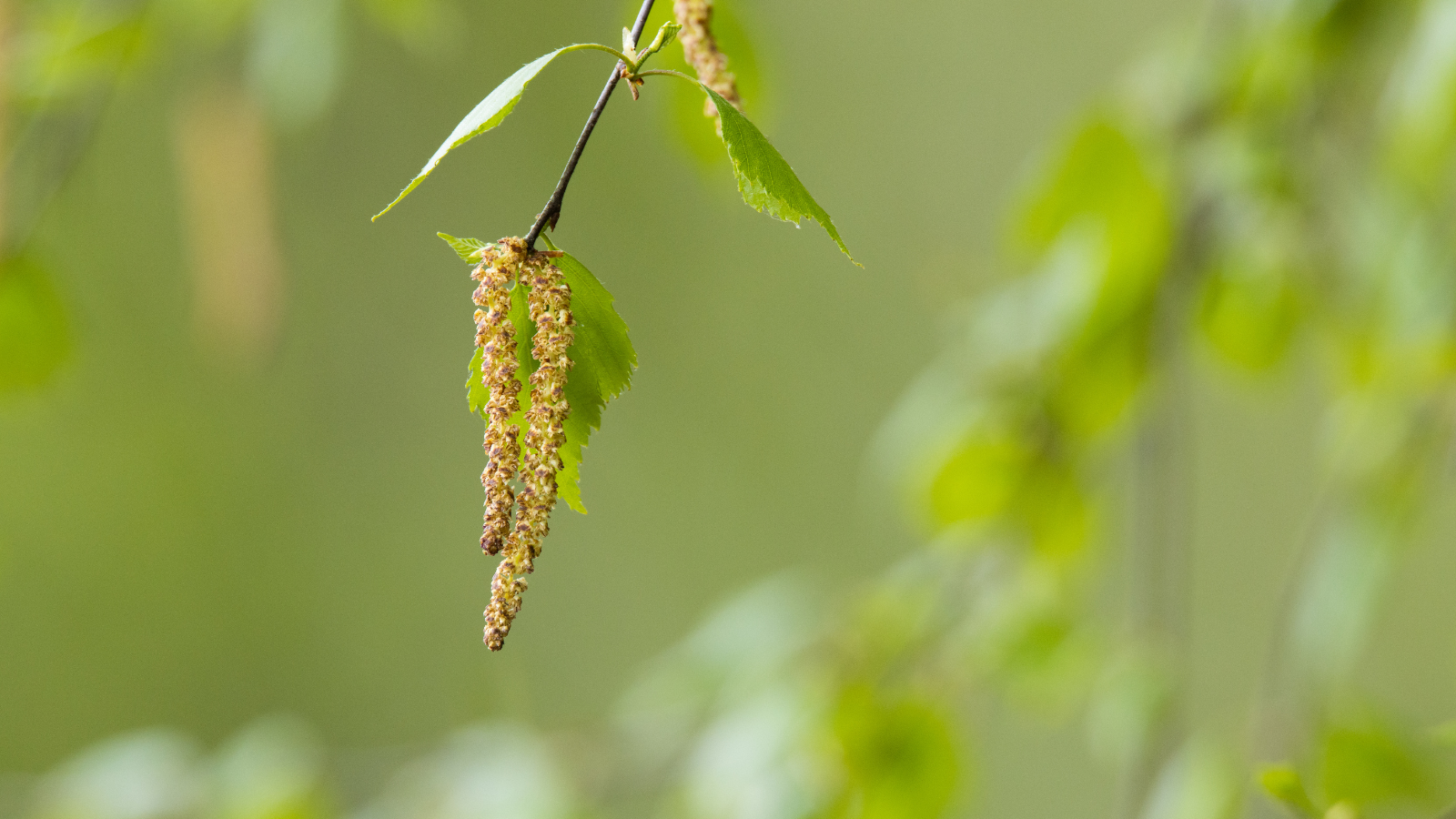 Silver Birch (Betula pendula) (fruit) Silver Birch (Betula pendula) (fruit)