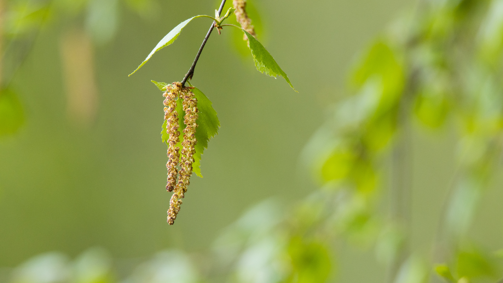 Silver Birch (Betula pendula) (fruit)